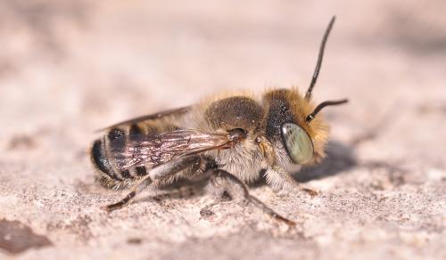 Megachile sp.