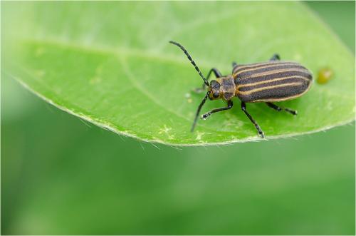Réf. 87 848 : Yingaresca brevivittata