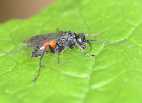 Réf. 87 378 : Caliadurgus fasciatellus