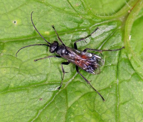 Réf. 87 380 : Caliadurgus fasciatellus