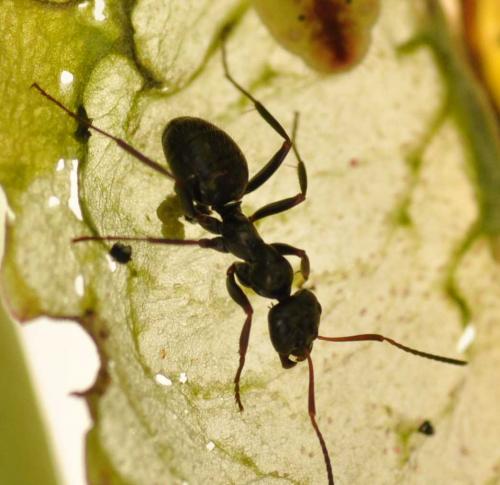 Réf. 87 250 : Formica sp.