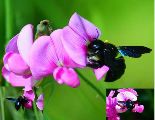 Xylocopa violacea