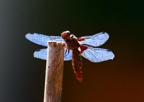Libellula depressa