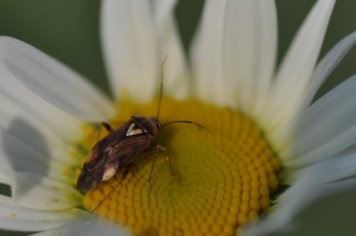 Lygus sp.