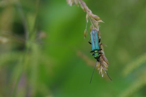 Oedemera nobilis