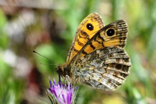 Lasiommata megera