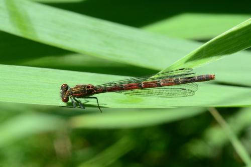 Pyrrhosoma nymphula