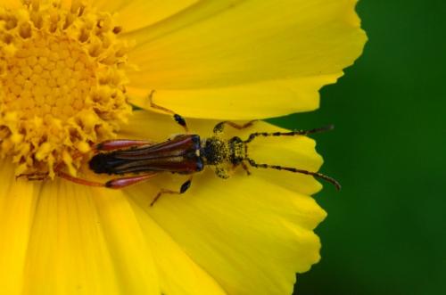 Stenopterus rufus