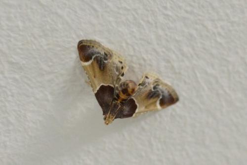 Pyralis farinalis