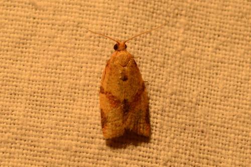 Clepsis consimilana
