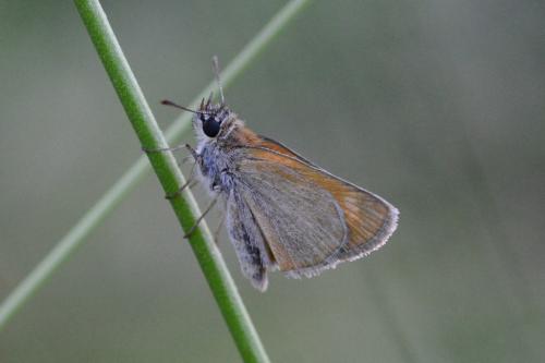 Réf. 87 396 : Thymelicus acteon