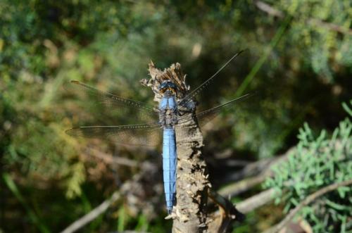 Orthetrum brunneum