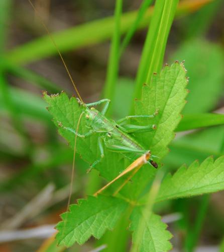 Tettigonia viridissima