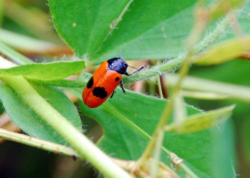 Clytra sp.