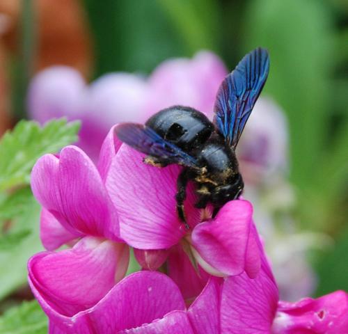 Xylocopa violacea