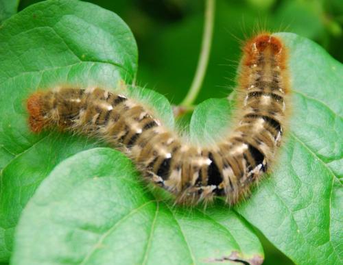 Réf. 87 411 : Lasiocampa quercus