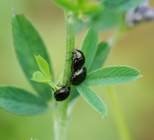 Coptosoma scutellatum