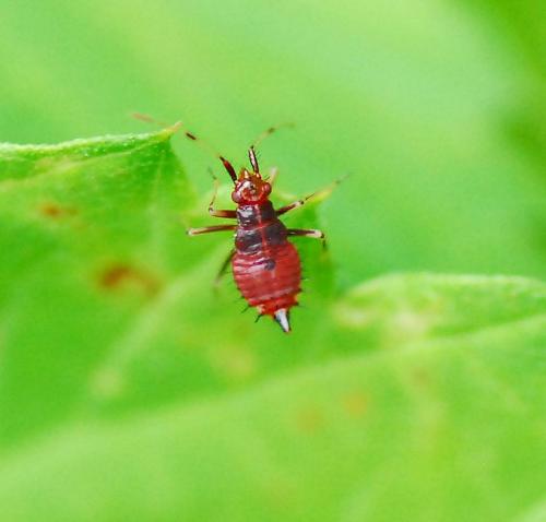 Réf. 87 142 : Deraeocoris ruber