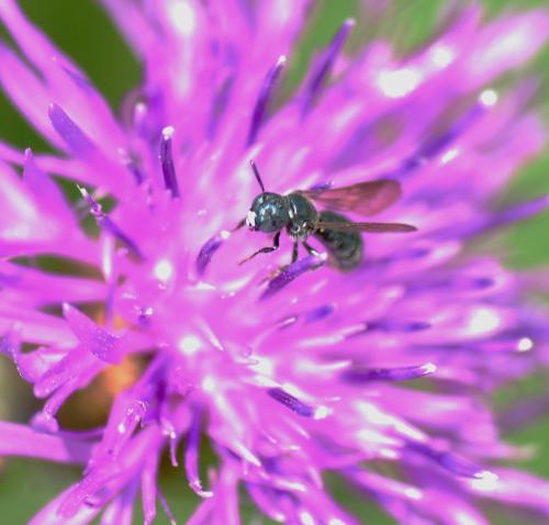 Ceratina sp.