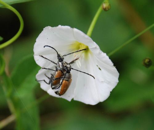 Stictoleptura fulva