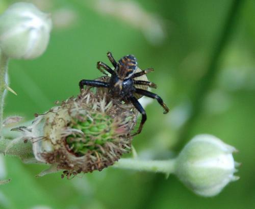 Xysticus sp.