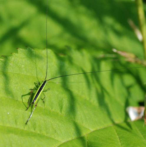 Réf. 87 133 : Conocephalus sp.
