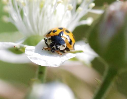 Harmonia axyridis