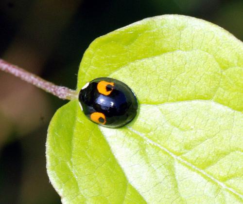 Harmonia axyridis