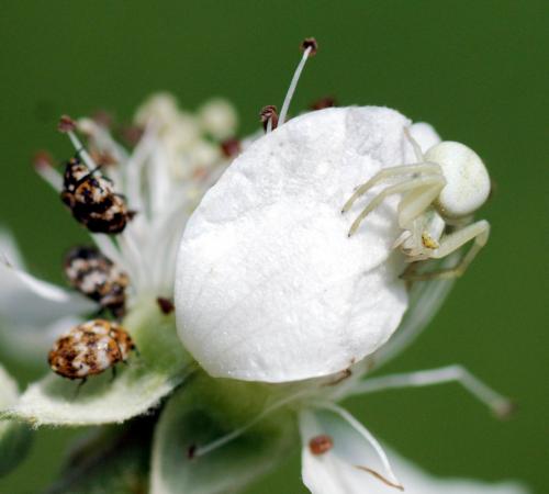 Misumena vatia