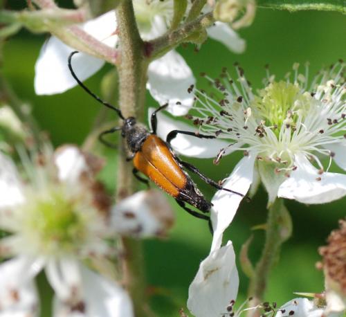 Stictoleptura fulva