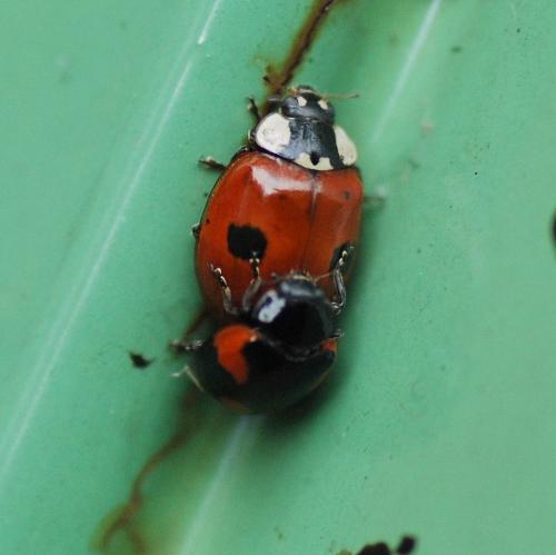 Réf. 87 140 : Adalia bipunctata bipunctata