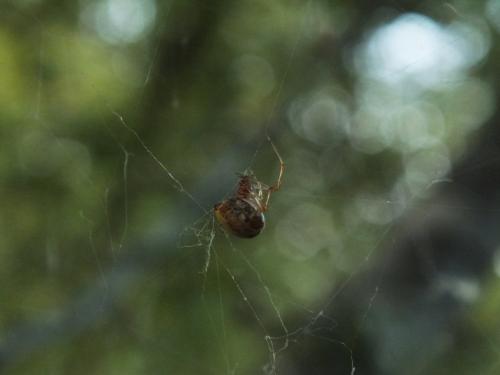 Parasteatoda lunata