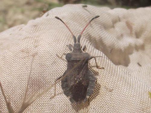 Enoplops scapha