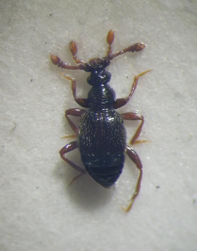 Bythinus macropalpus