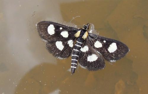 Réf. 87 888 : Anania funebris
