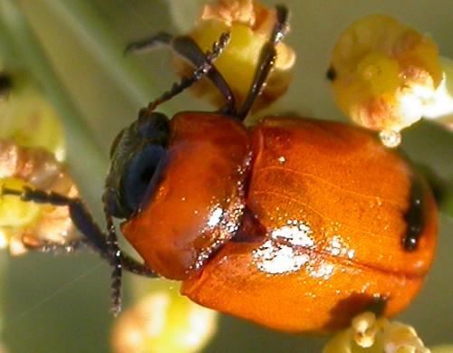 Réf. 87 004 : Coptocephala sp.