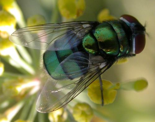 Réf. 87 010 : Chrysomya albiceps