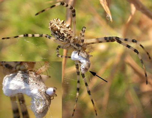 Réf. 87 787 : Argyrodes argyrodes