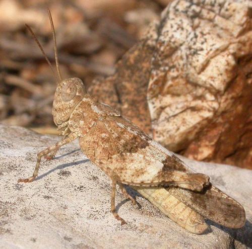 Oedipoda miniata