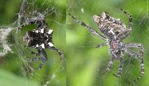 Cyrtophora citricola