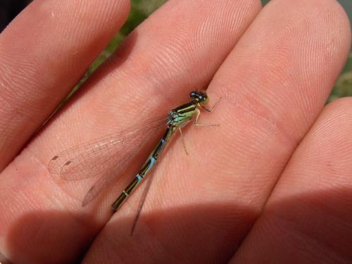 Réf. 87 607 : Coenagrion scitulum