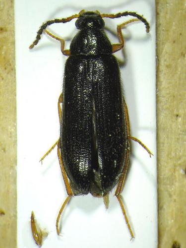 Mycetochara maura