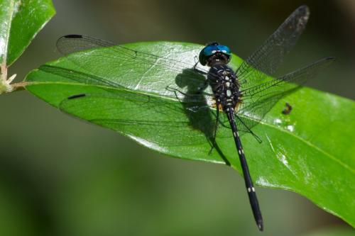 Dythemis nigra