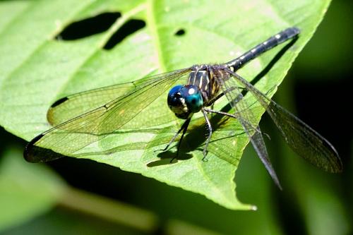 Réf. 87 794 : Dythemis nigra