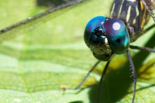 Dythemis nigra