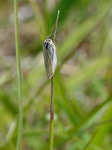 Coscinia striata