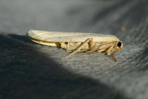 Eilema sp.
