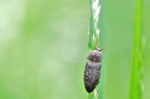 Agrypnus murinus