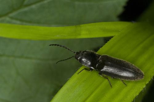 Réf. 87 129 : Hemicrepidius hirtus