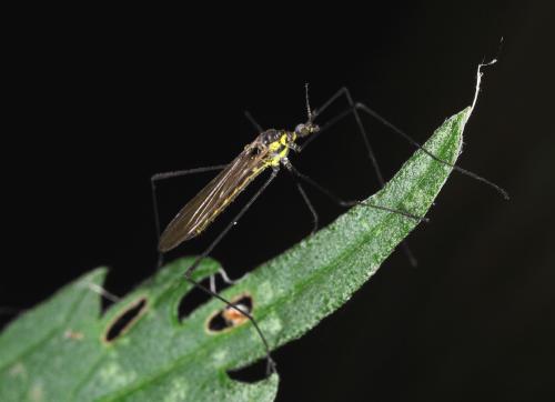 Réf. 87 492 : Ellipteroides lateralis